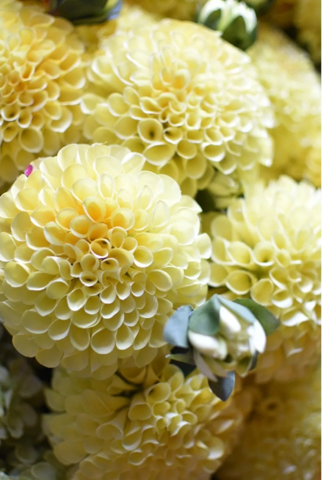 31" Faux Dahlia Stem Yellow Red